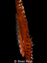 Whip Coral Goby by Boaz Meiri 